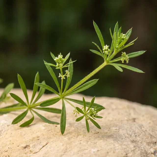 Cleavers