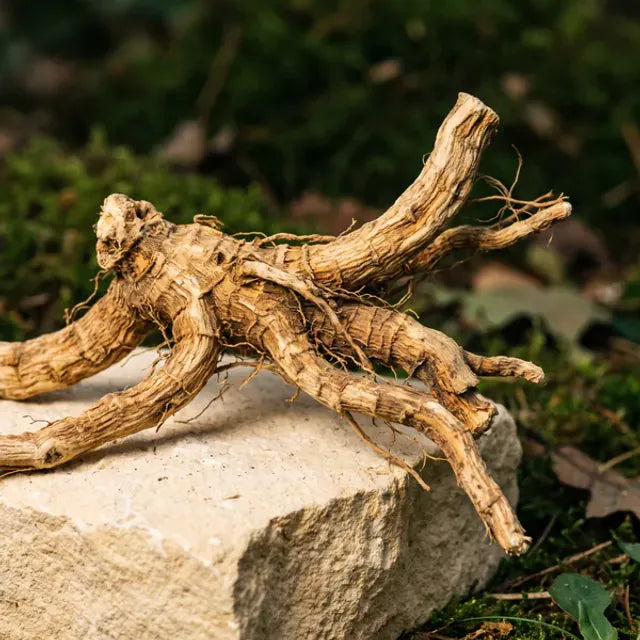 Stillingia Root